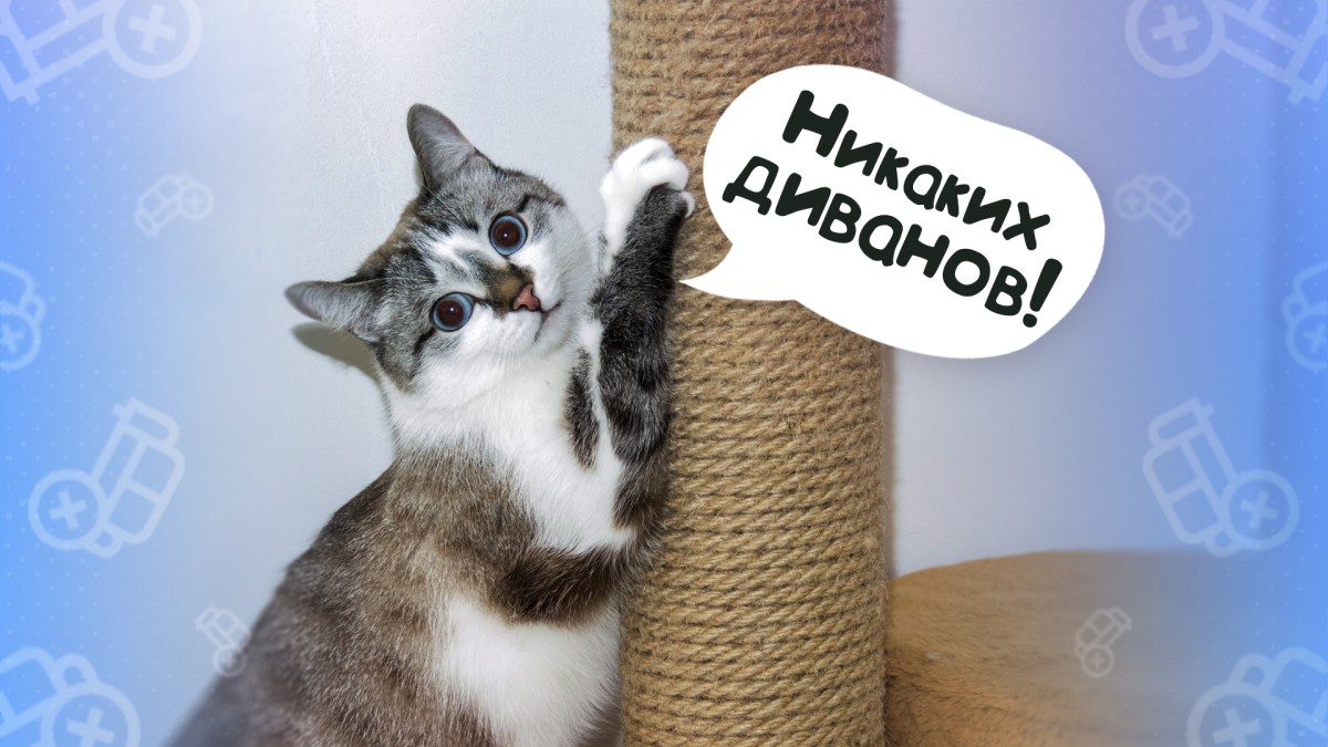 Топ-5 пород кошек, которые не дерут мебель