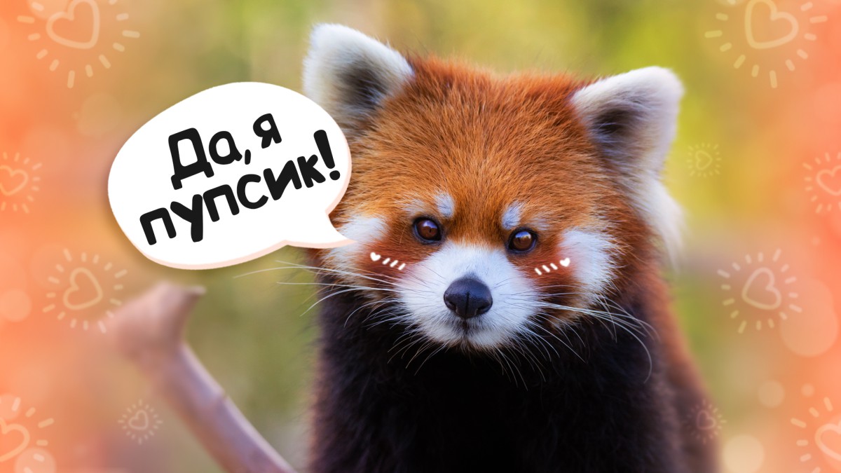Топ-10 самых милых животных в мире