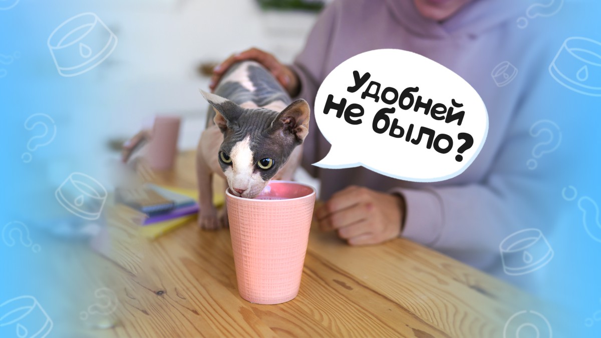 Как правильно выбрать кошке миску для воды?