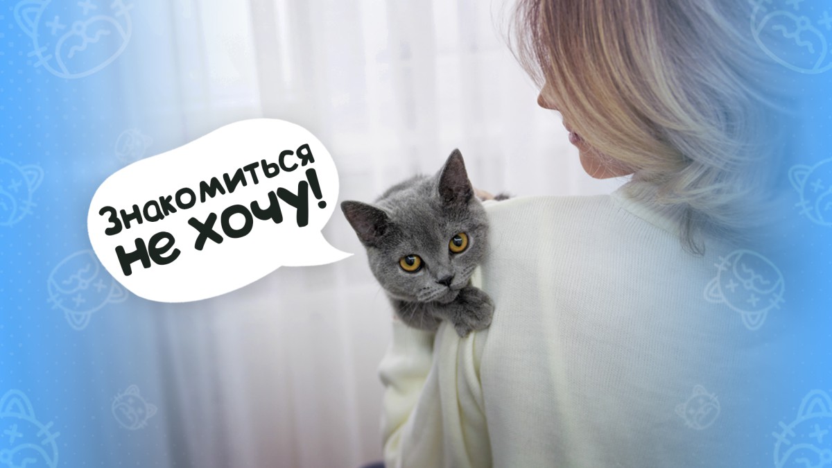 Почему питомцы боятся незнакомцев