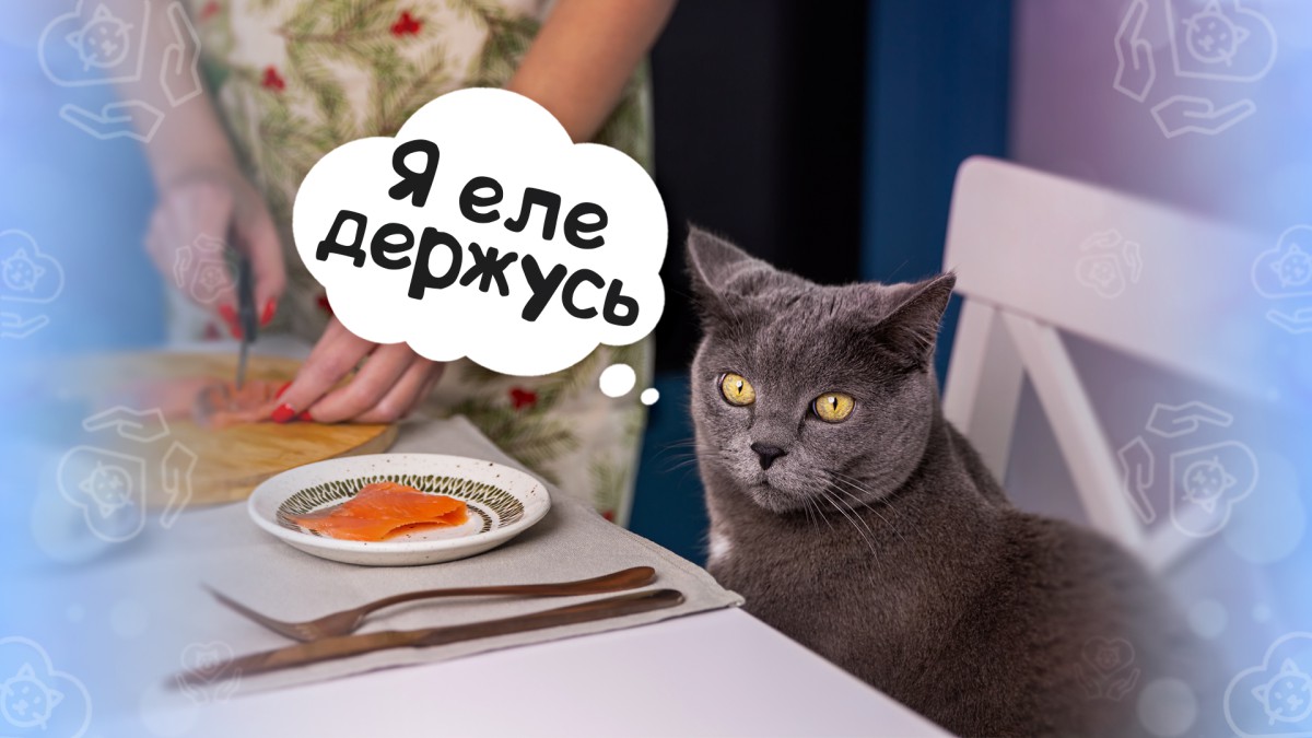 Привычка, которую стоит привить котенку