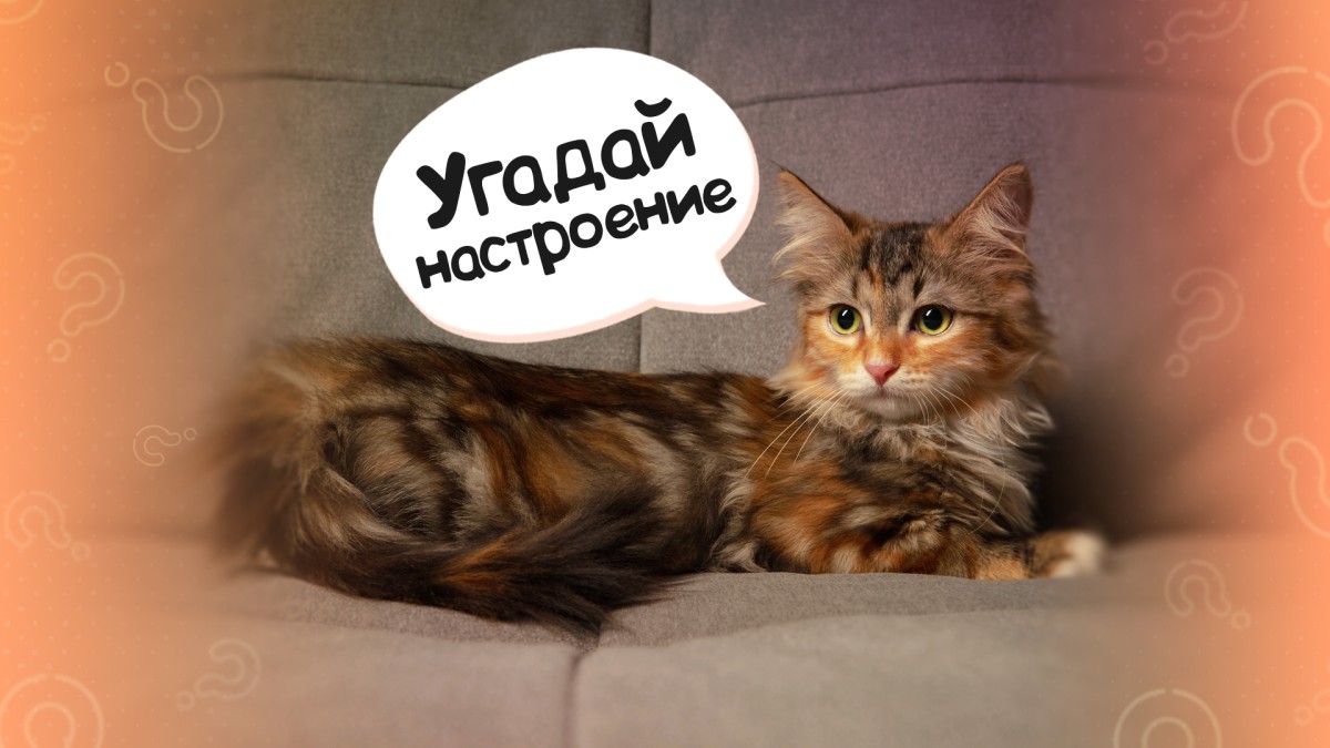 Зачем кошкам нужен хвост?