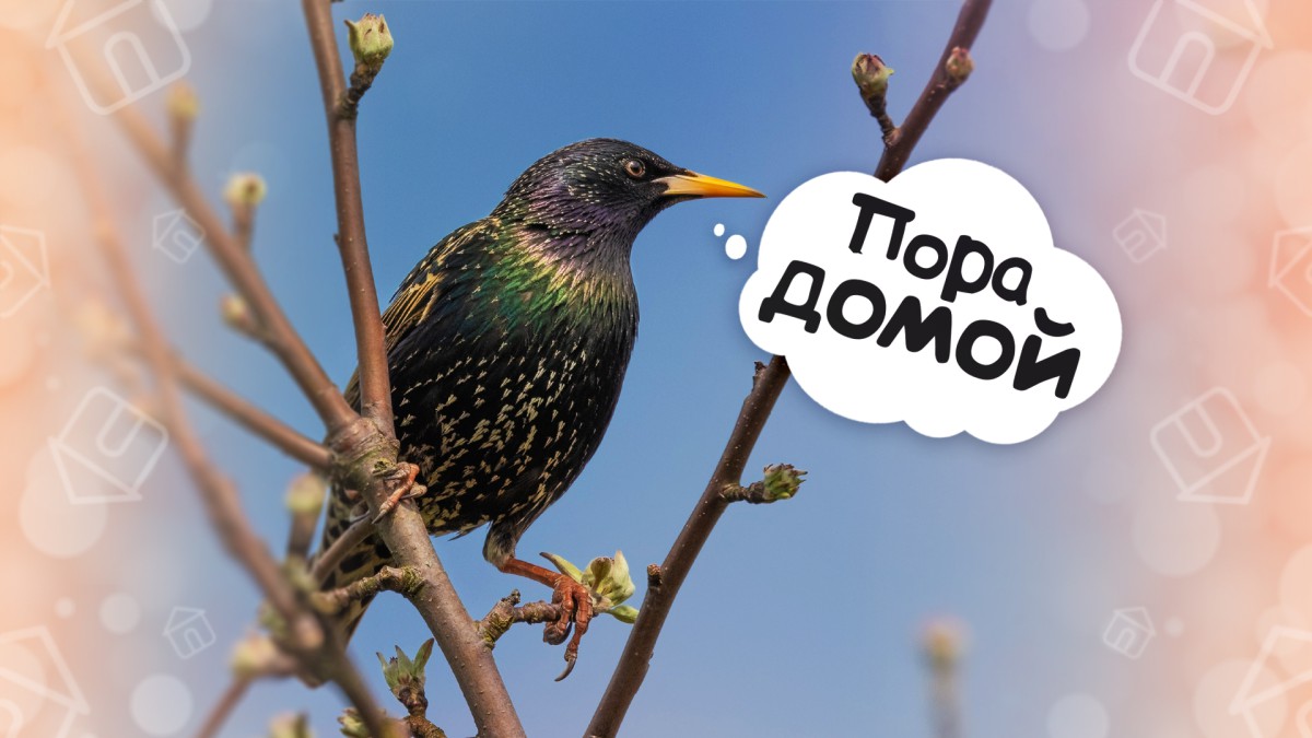 Топ-8 птиц, которые первыми вернутся в родные края