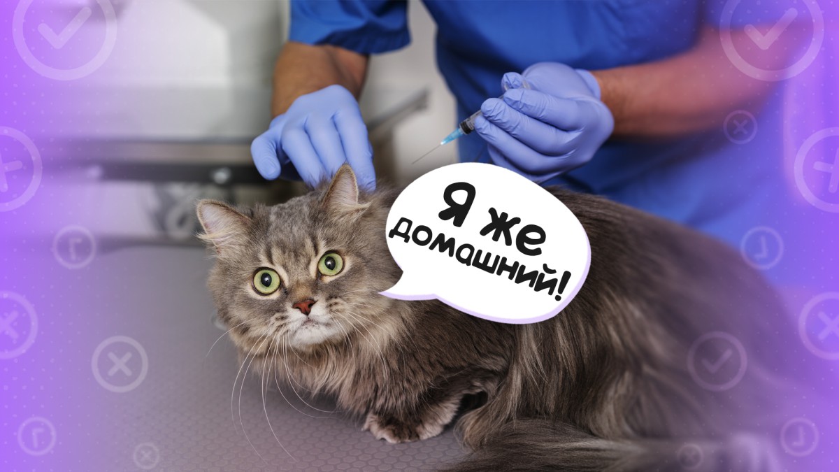 Вакцинация кошки, которая не выходит из дома: за или против?