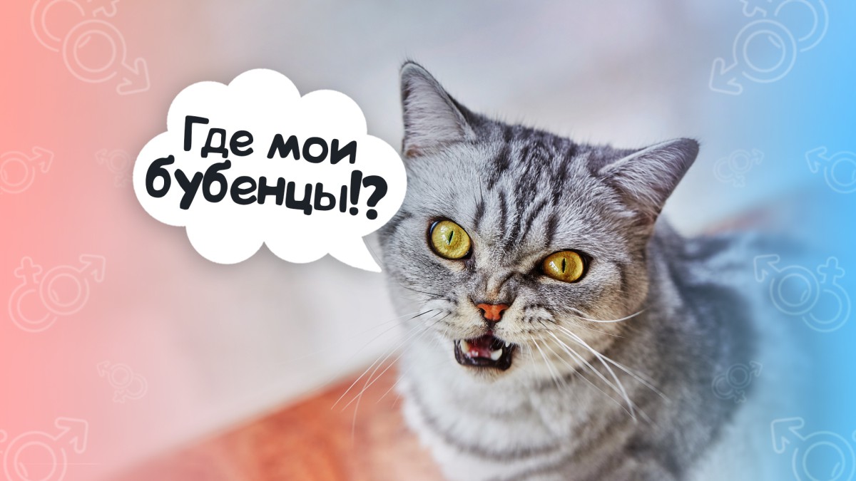 Какого питомца выбрать в дом: самец или самка?