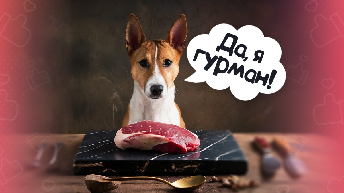 Для истинных гурманов: топ-10 лучших мясных продуктов для собак