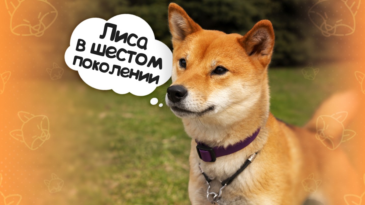 Топ-10 собак, которые похожи на лисиц