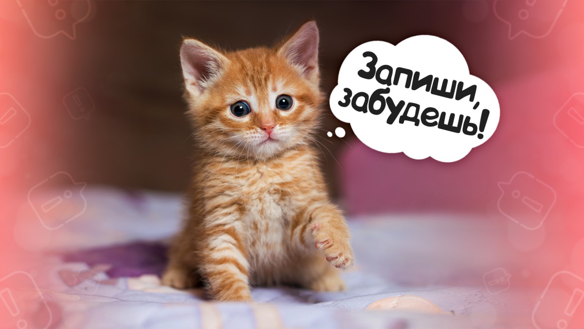 Мур-важность: топ-8 необходимых вещей для котенка