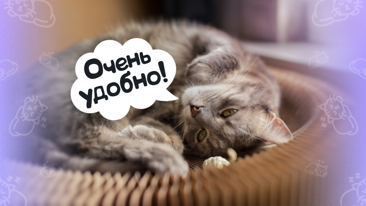 8 самых милых поз для сна у кошек