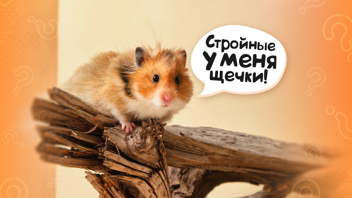 Не только для еды: зачем хомякам большие щеки?