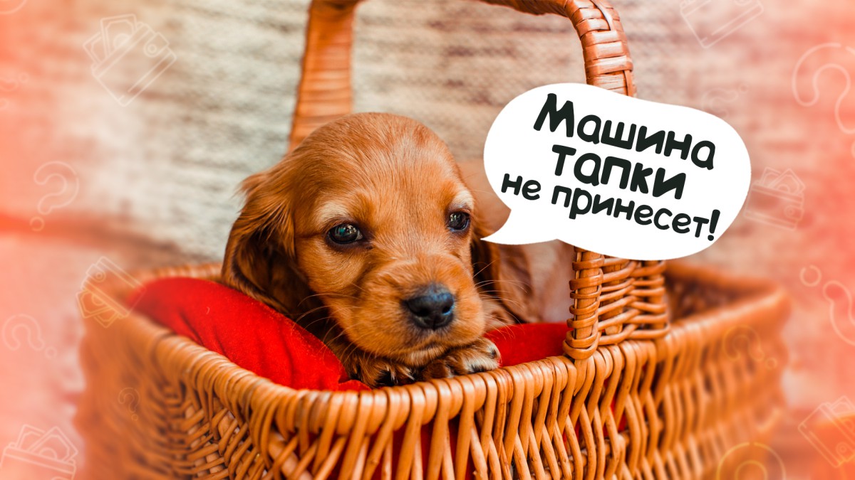 Уж лучше купить машину: почему щенки стоят так дорого?