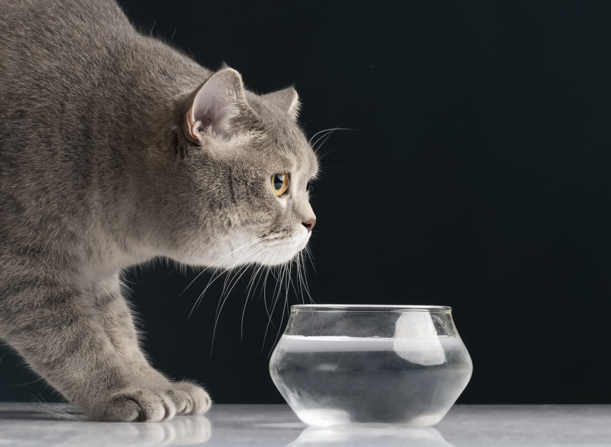 Почему нельзя давать кошкам воду из-под крана