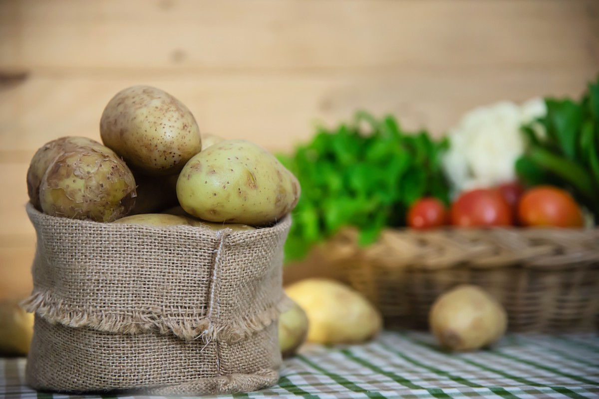 Новые сорта картофеля: урожайные и устойчивые к болезням