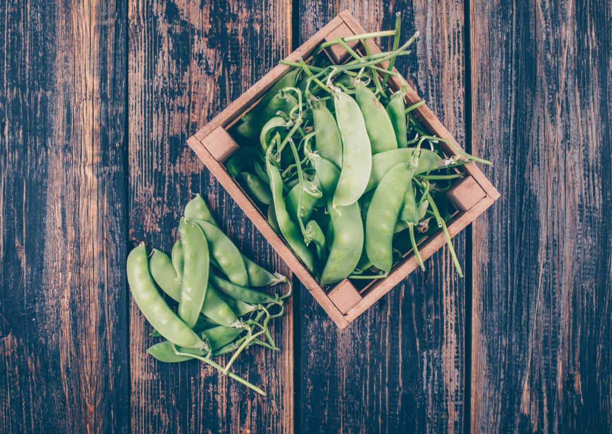 Самые ранние сорта гороха для вашего огорода