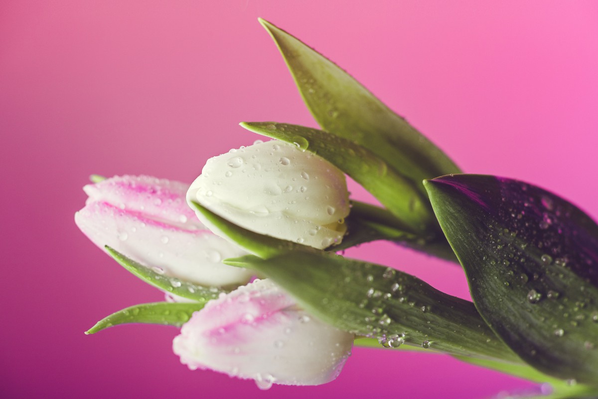 Как добиться роскошного цветения тюльпанов: советы для дачников