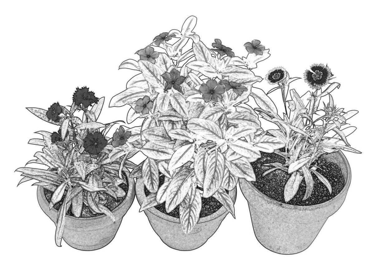 Как спасти хавортию от гниения: секреты правильного ухода