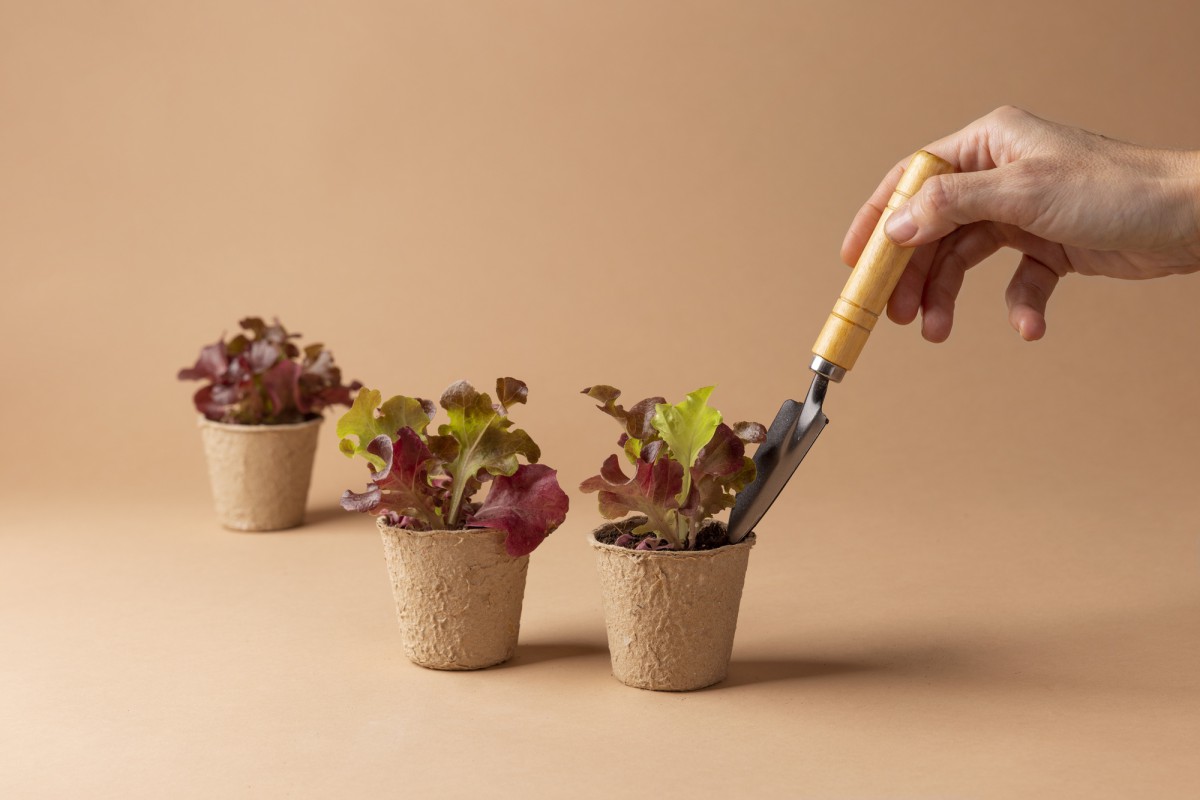 Как спасти переросшую рассаду томатов и увеличить урожай