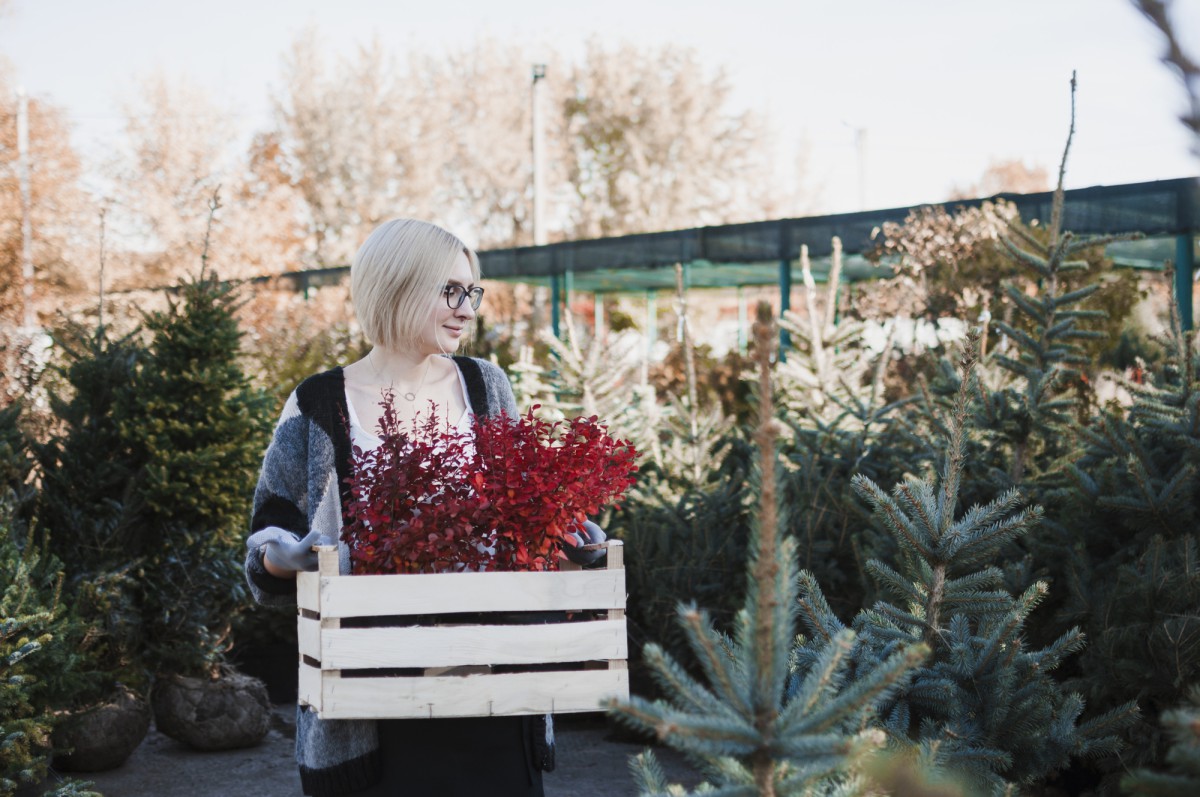 Как защитить розы от зимних морозов: советы эксперта