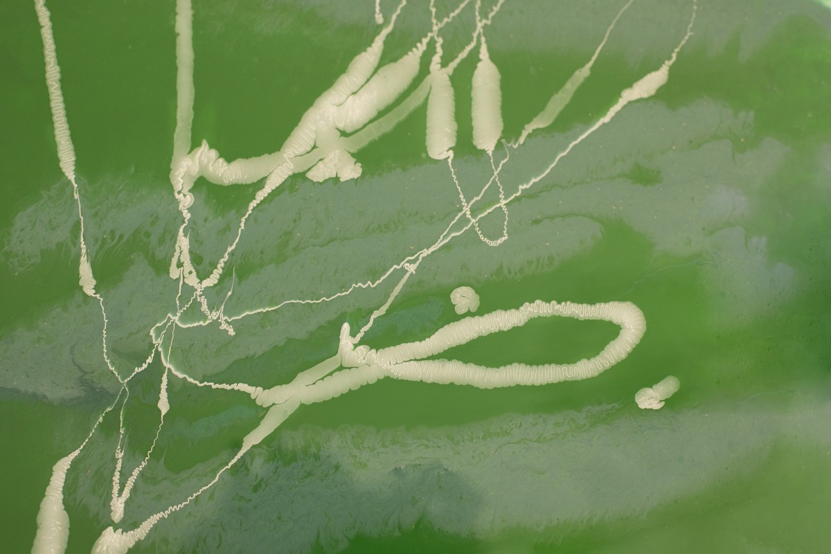 Как избавиться от муравьёв на даче: простой и эффективный способ