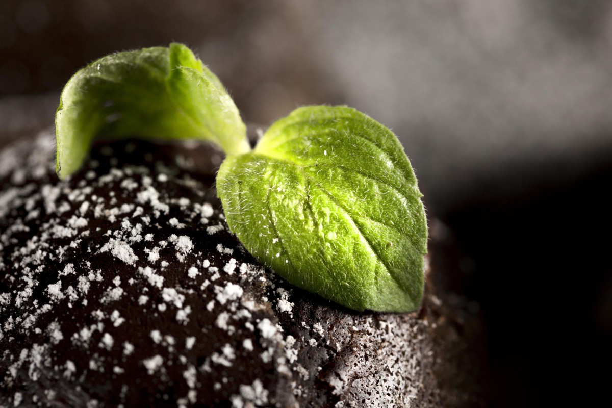 Как определить pH почвы и раскислить её без извести