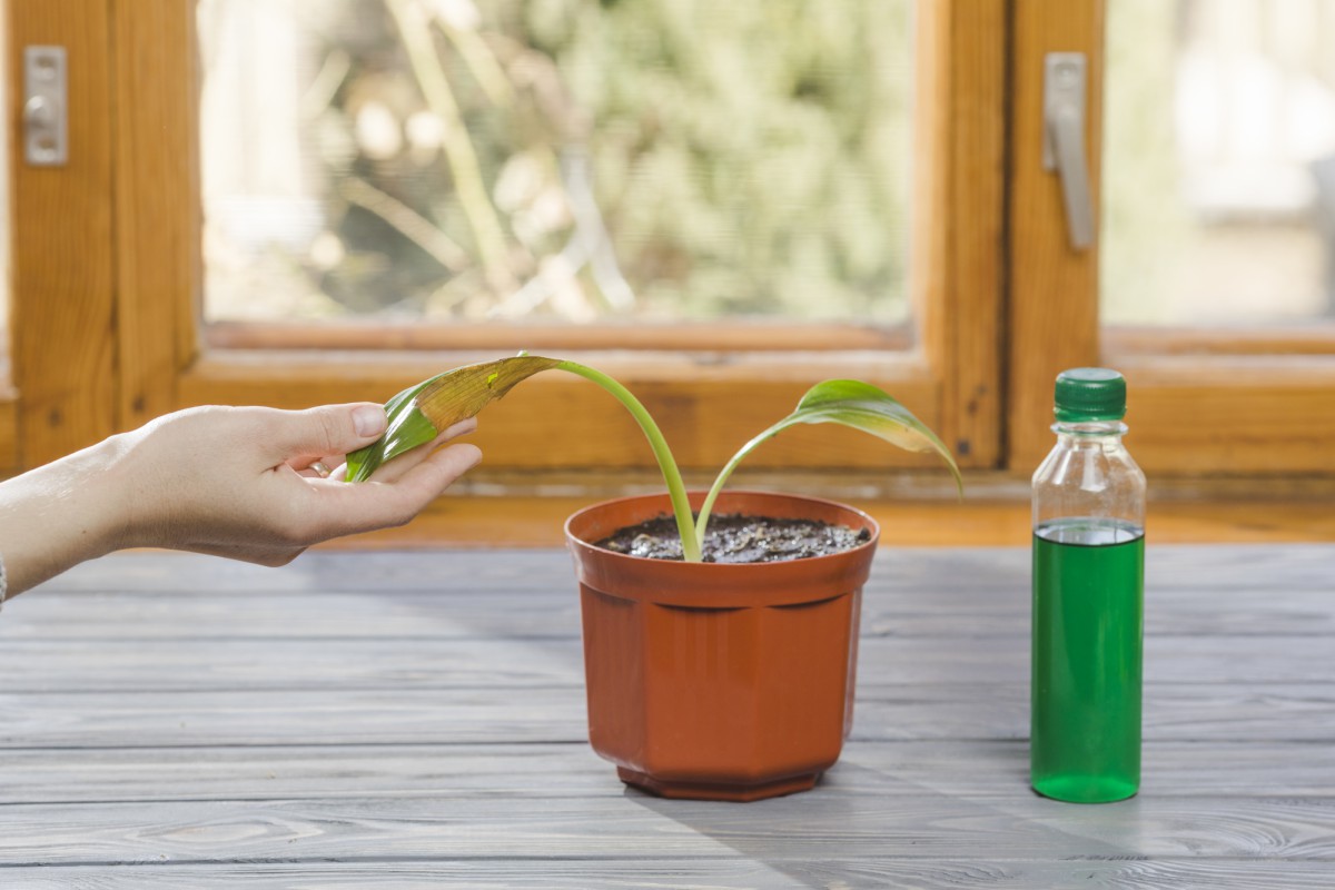 Секреты дачников: как вырастить рассаду в бутылке с системой самополива