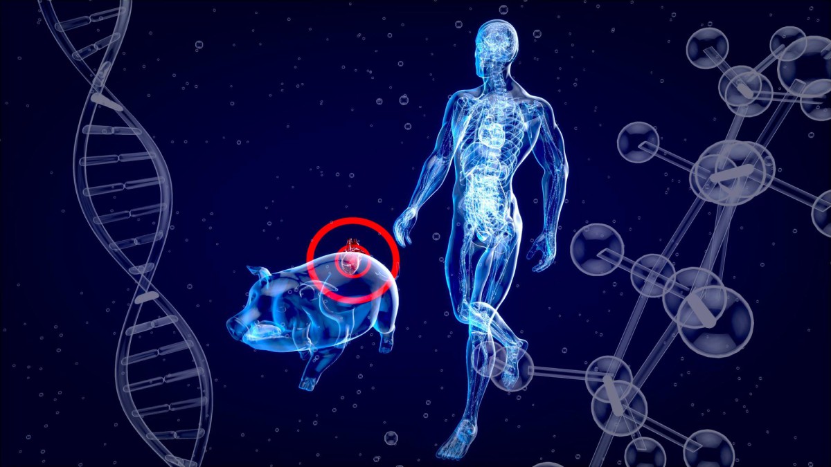 Рыбий жир: забытый суперфуд, который продлевает жизнь