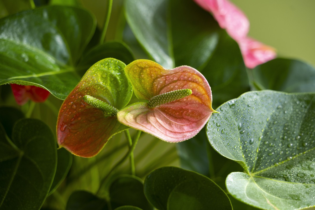 Как заставить антуриум зацвести: секреты опытных цветоводов