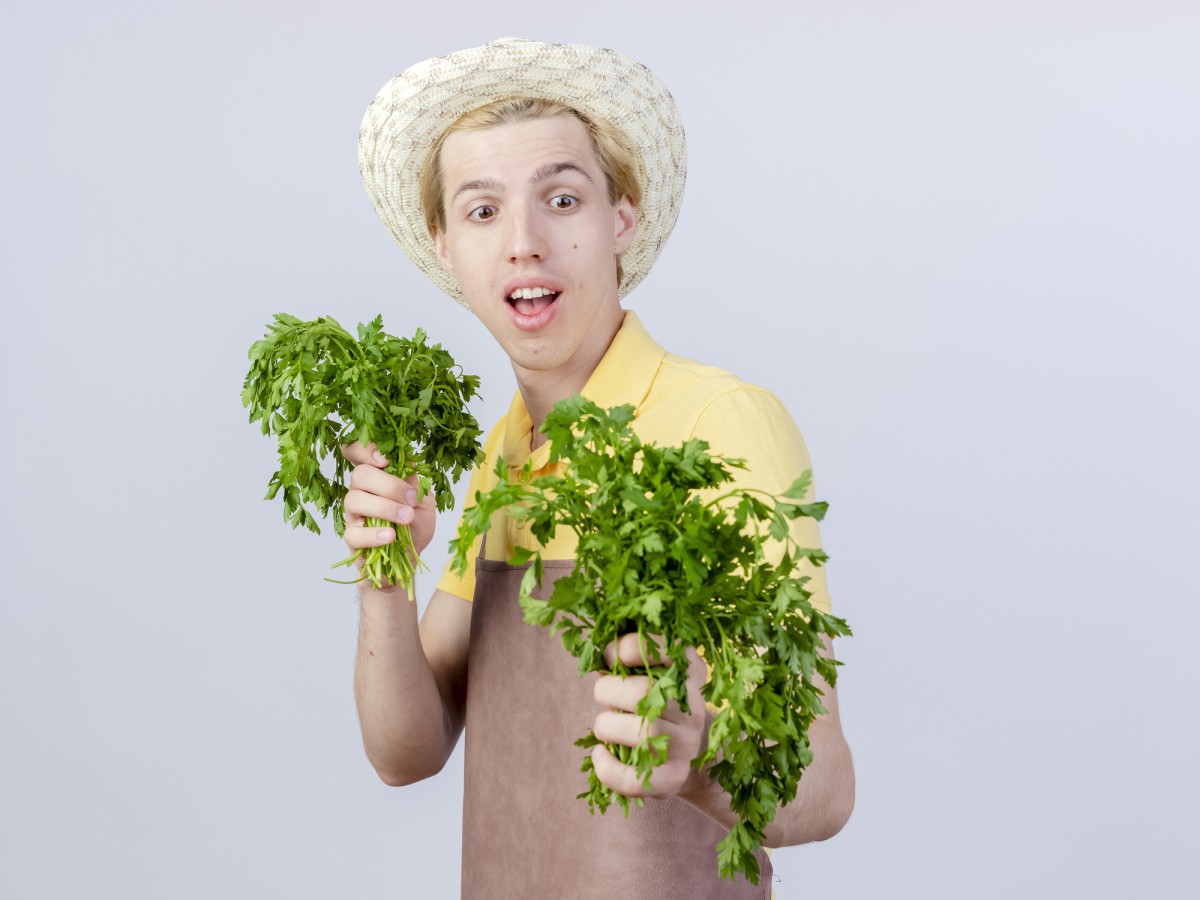 Неприхотливый сорт огурцов для богатого урожая