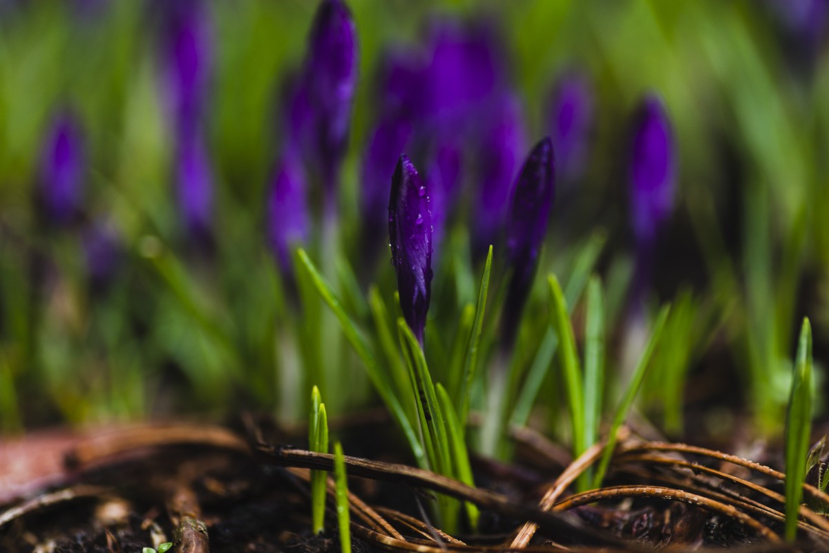 Секреты пышного цветения хост: советы агронома