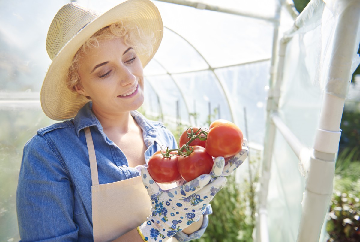 Почему у помидоров скручиваются листья и что делать
