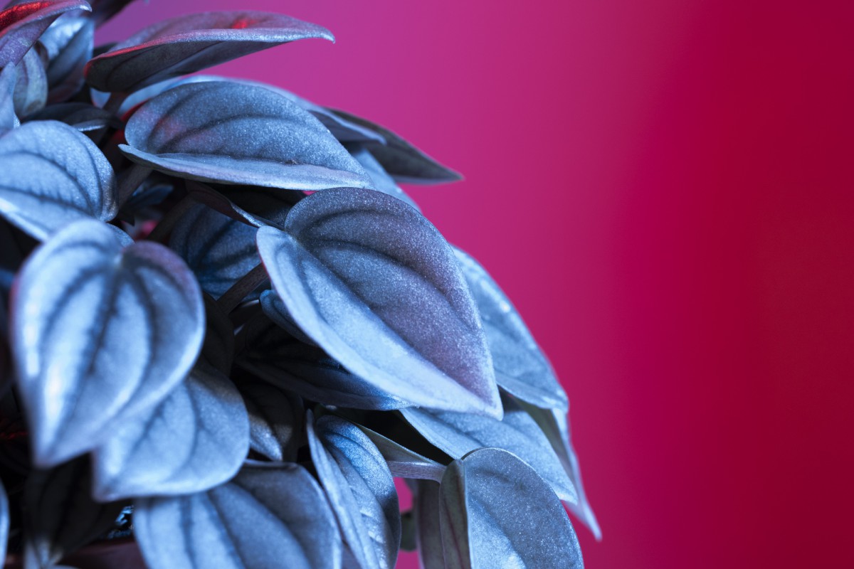 Глицерин для комнатных растений: секрет пышной зелени