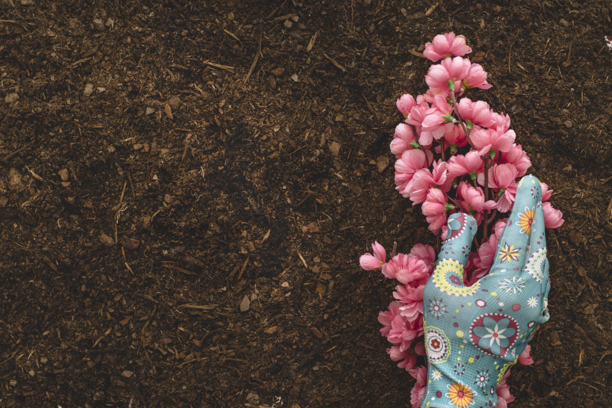 Дубовые пробки для сада: зачем их сохранять