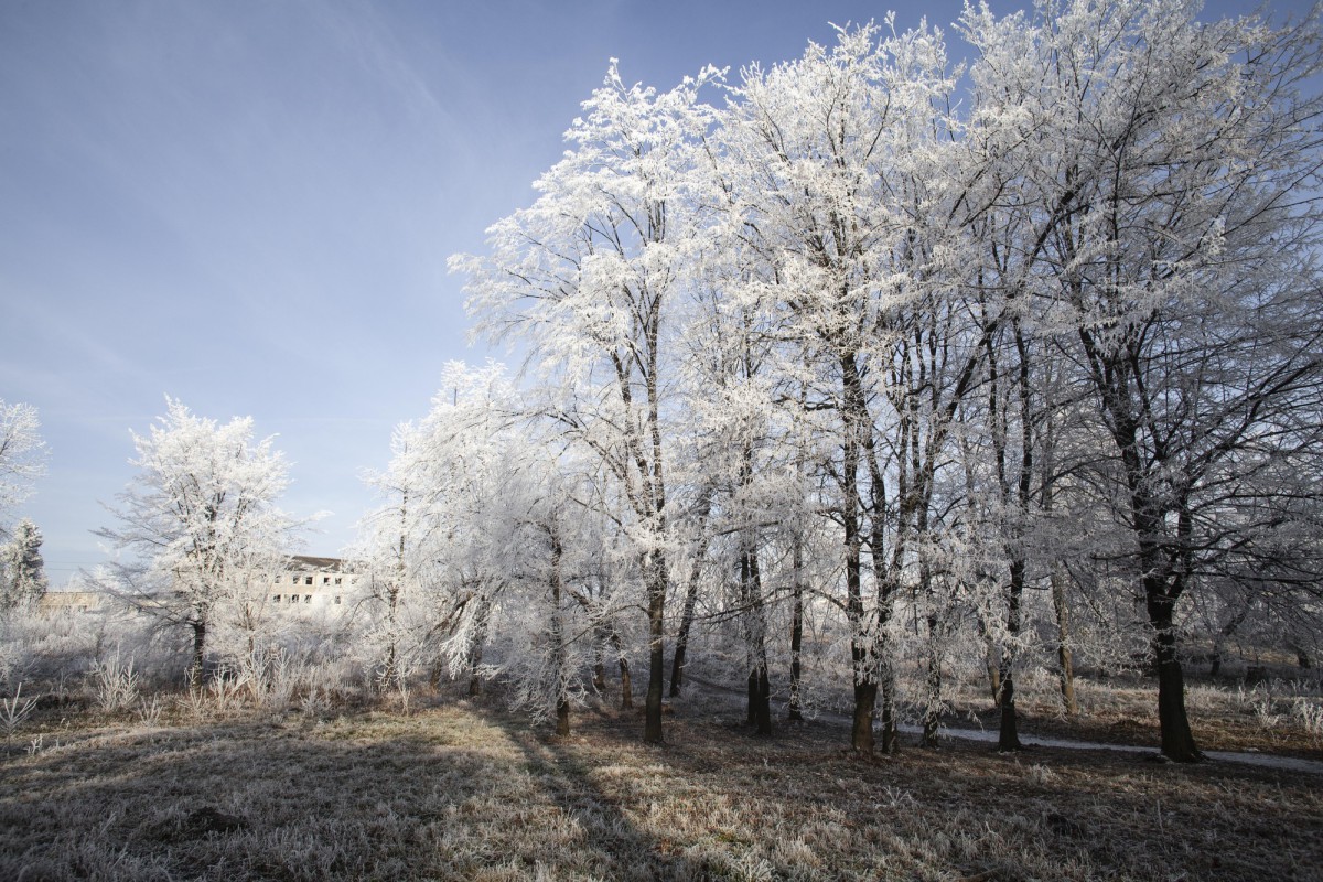 Два сорта яблок, которые не боятся морозов и радуют урожаем