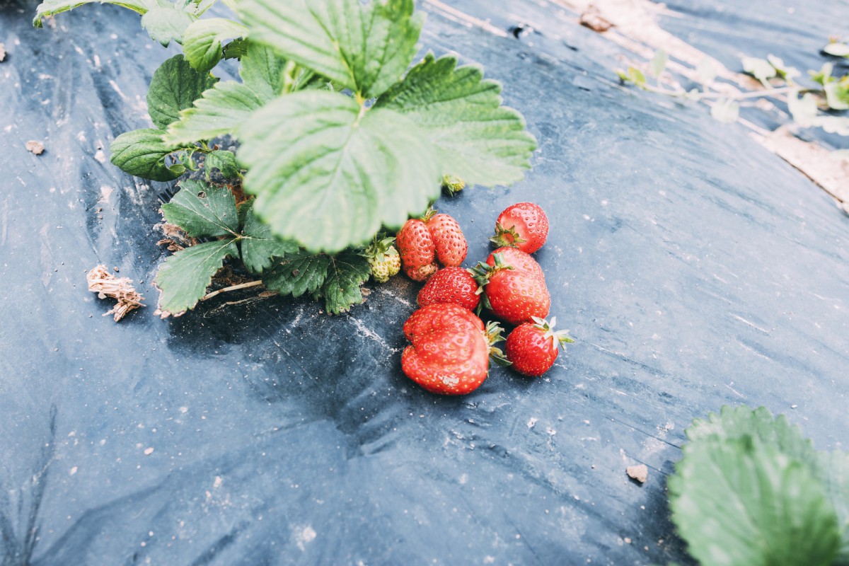 Как увеличить урожай клубники: секрет после цветения