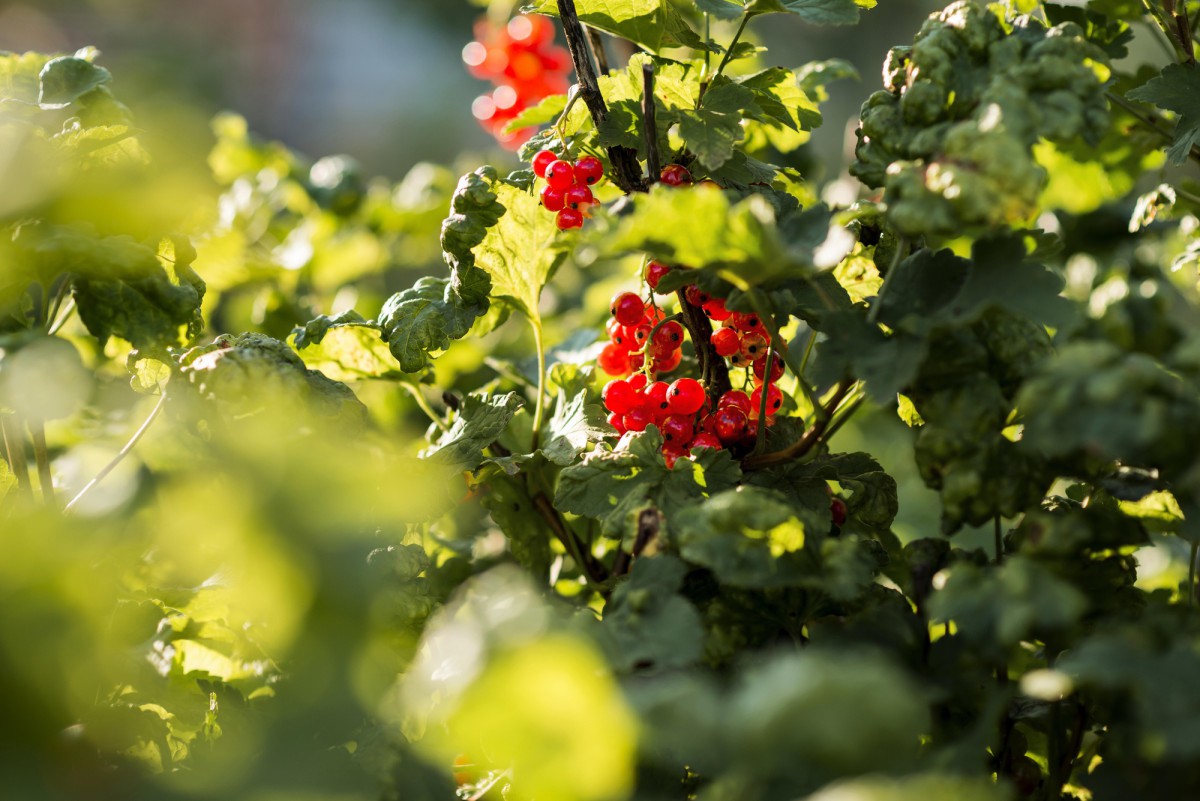 Весеннее мульчирование малины: секрет богатого урожая!