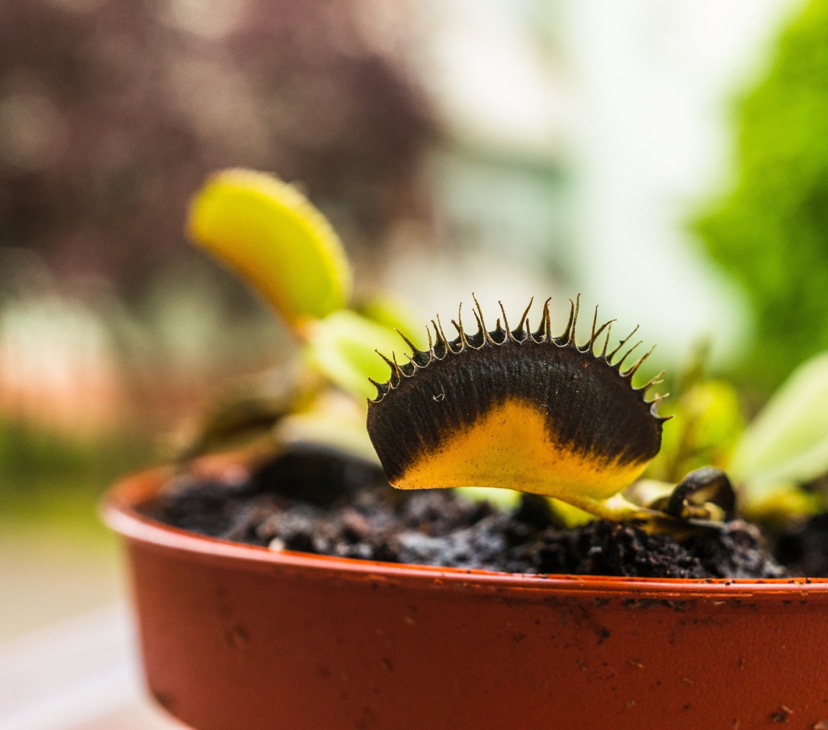 Чистотел против кротов: эффективный и простой способ защиты участка