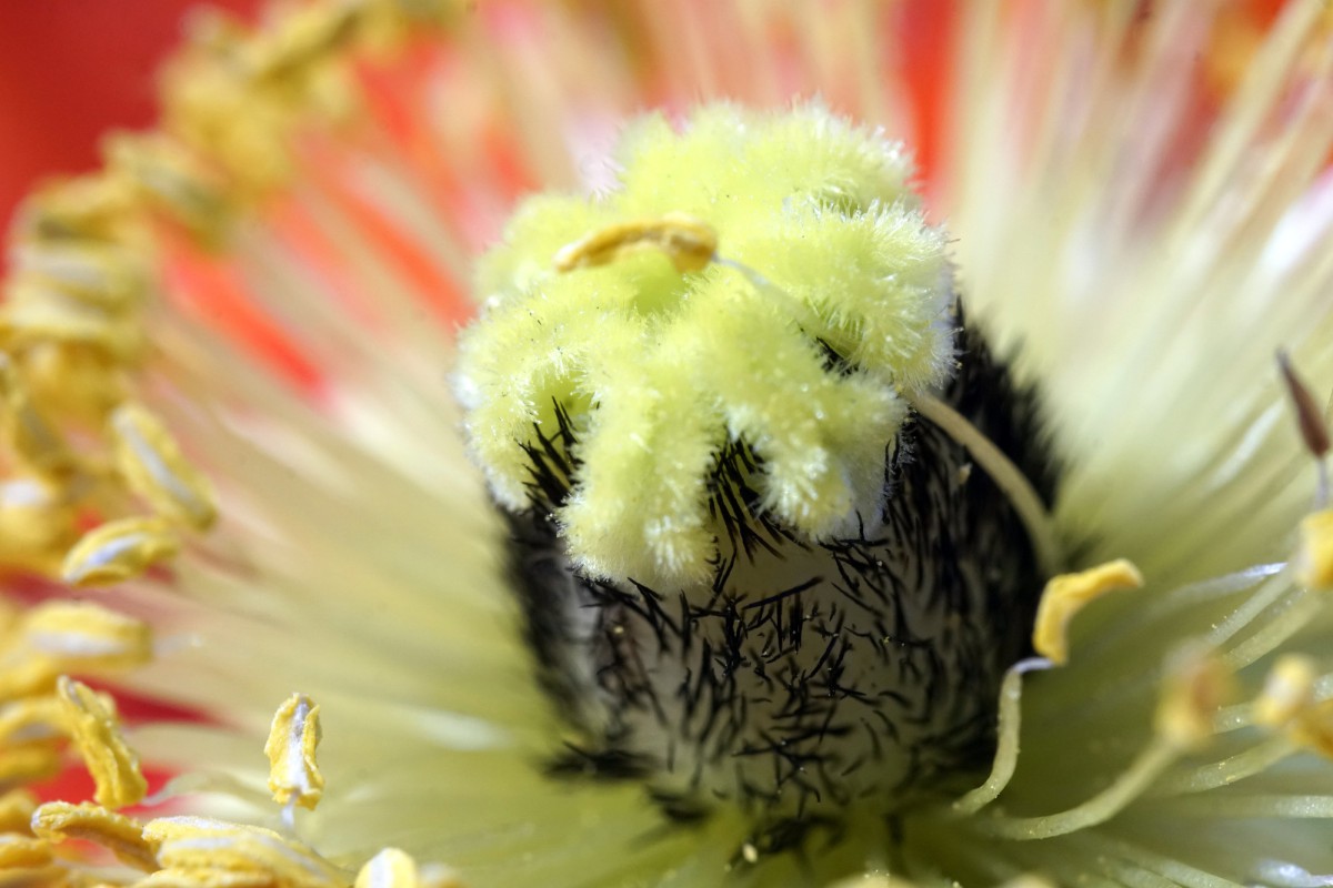 Йод для цветов: как не навредить растению