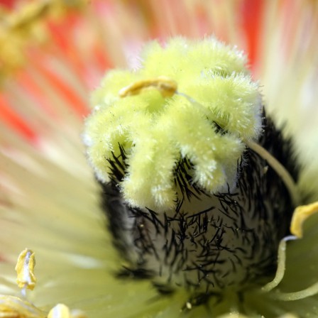 Йод для цветов: как не навредить растению