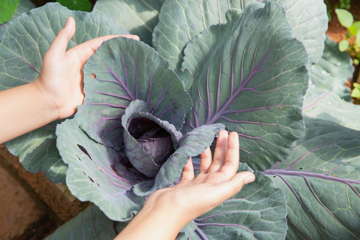 Как навсегда забыть о капустной моли: простое аптечное средство!