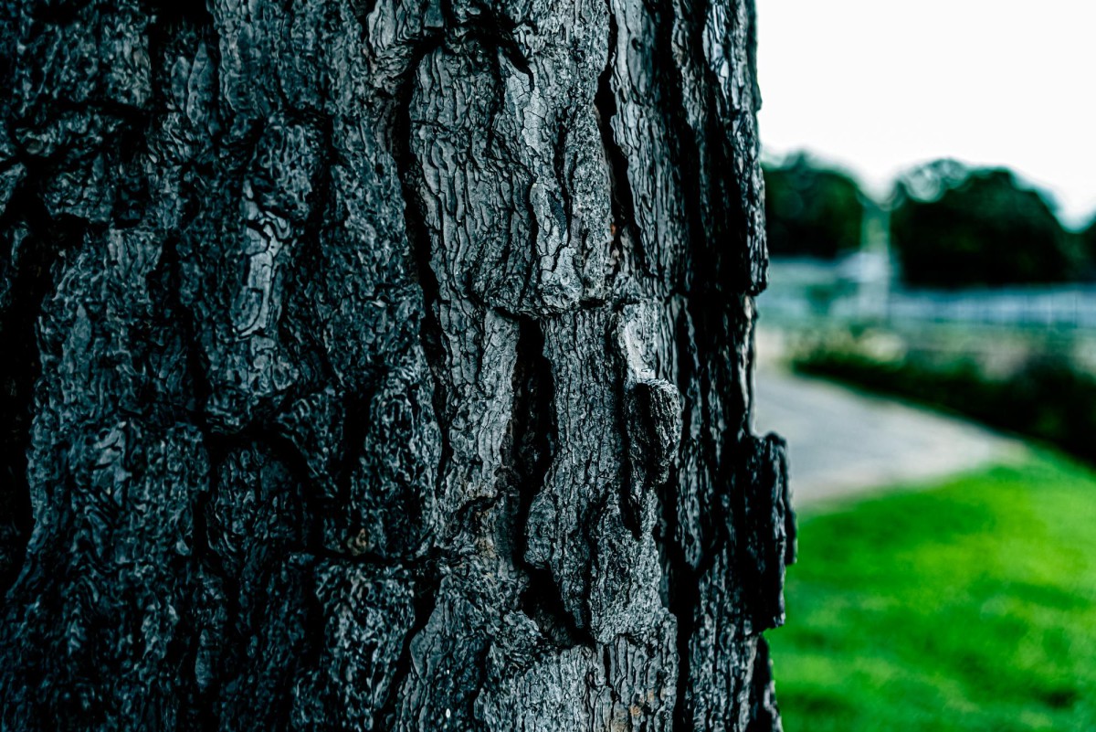 Почему появляется корневая поросль и как с ней бороться