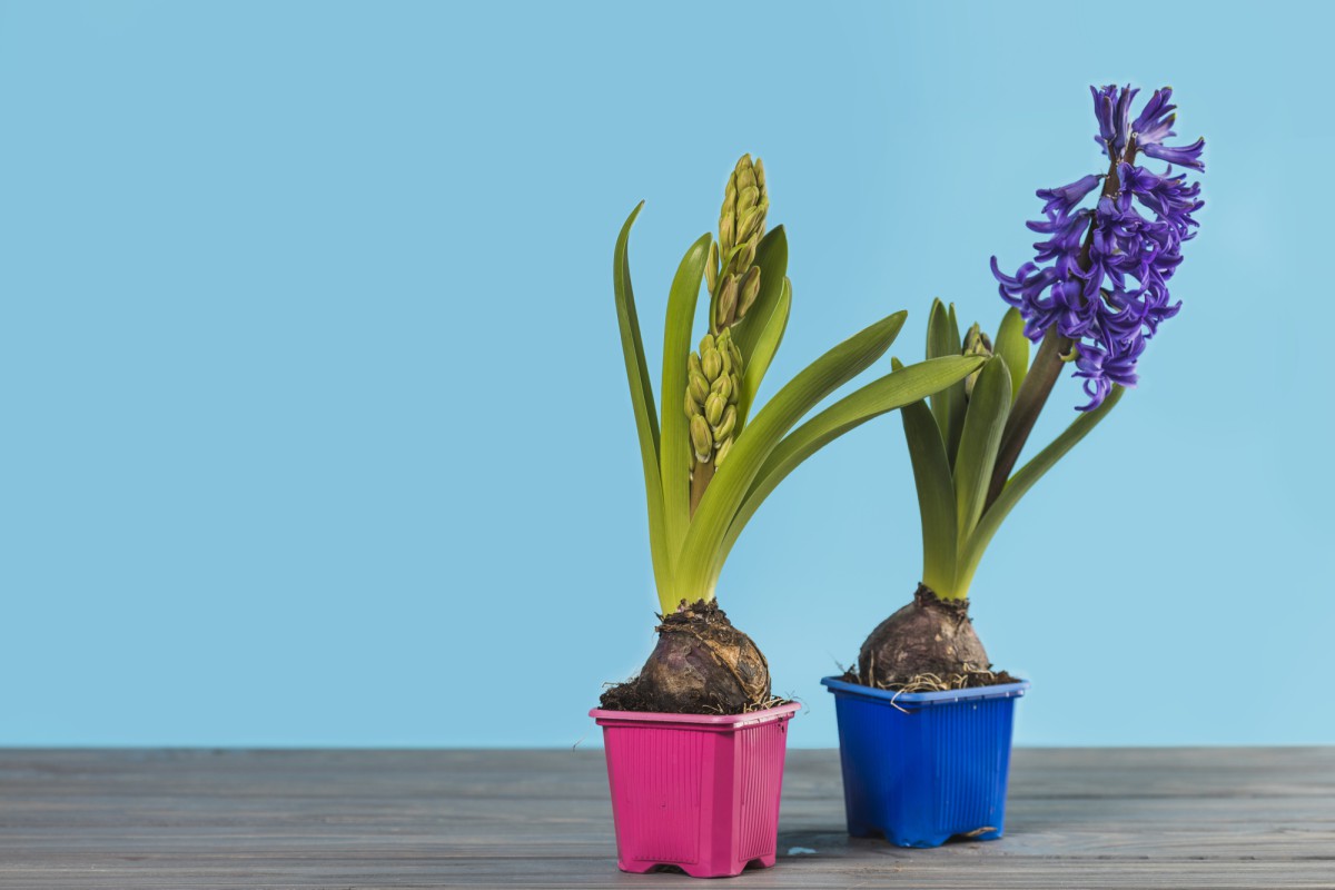 Почему у орхидеи появляются воздушные корни и как это исправить