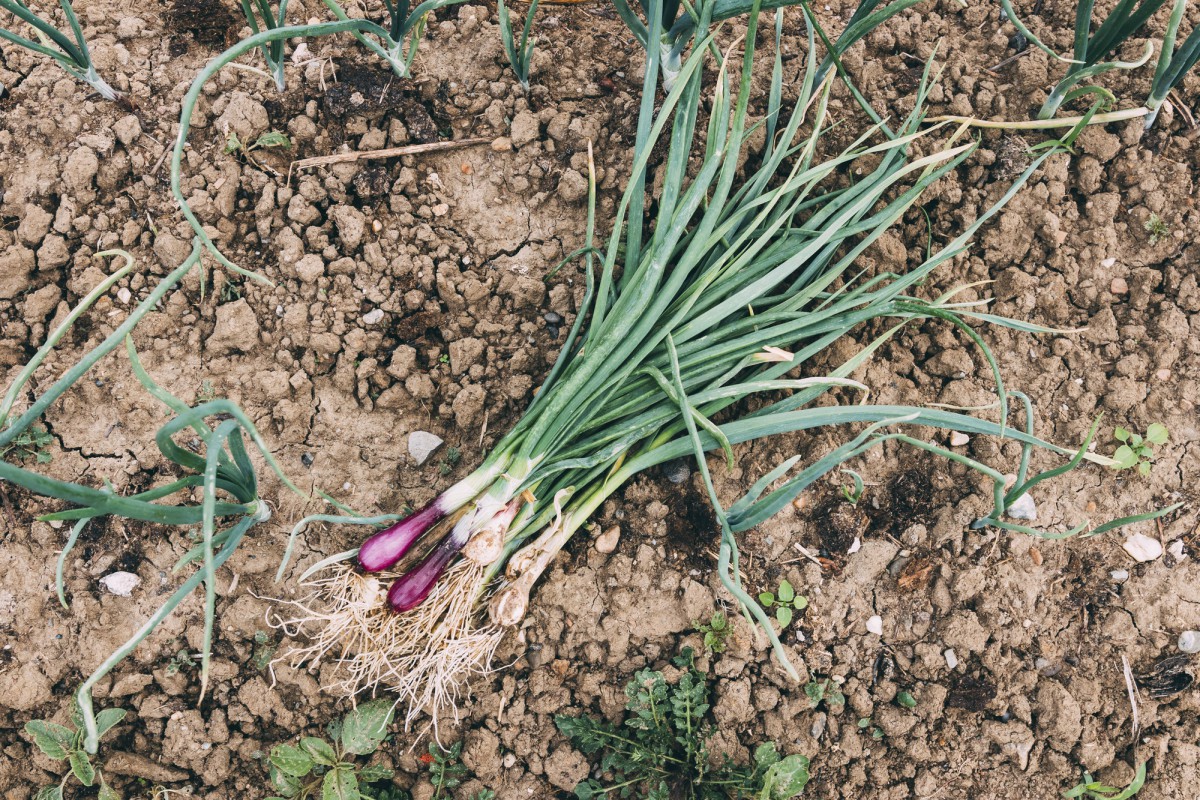 Как правильно удалять стрелки у чеснока: советы агронома