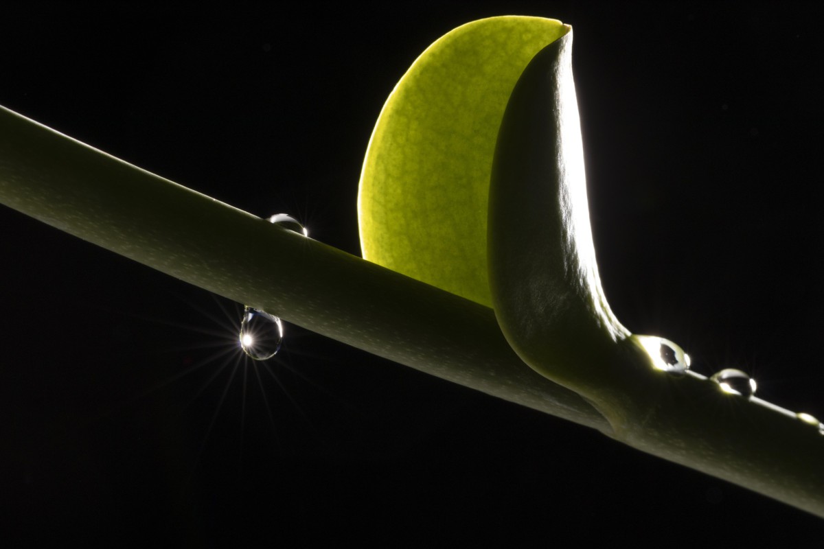 Как правильно опрыскивать комнатные растения: секреты опытных цветоводов