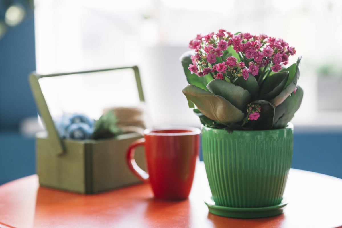 Как вернуть каланхоэ к жизни: секреты пышного цветения