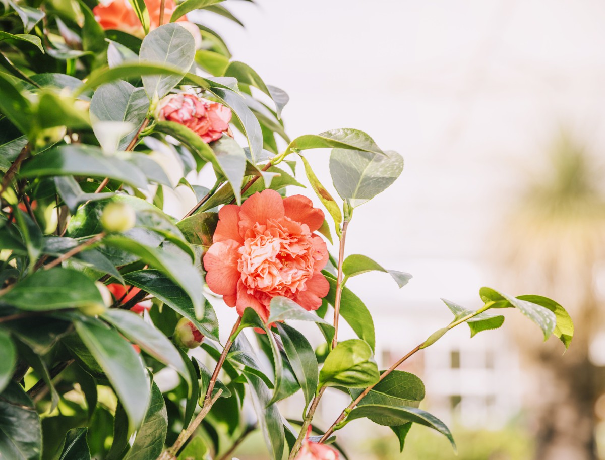 Август — время для пионов: секреты успешной пересадки