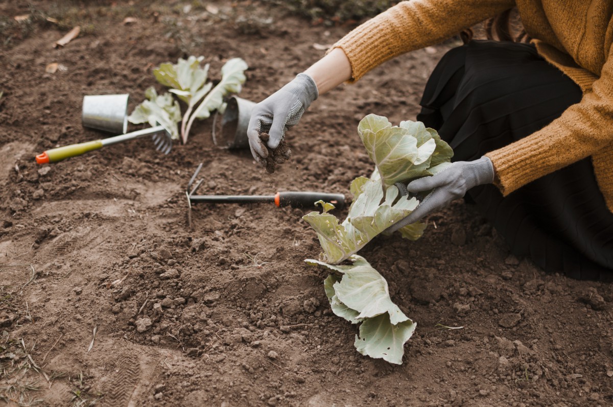 Секреты урожая: как правильно подготовить почву после сбора капусты