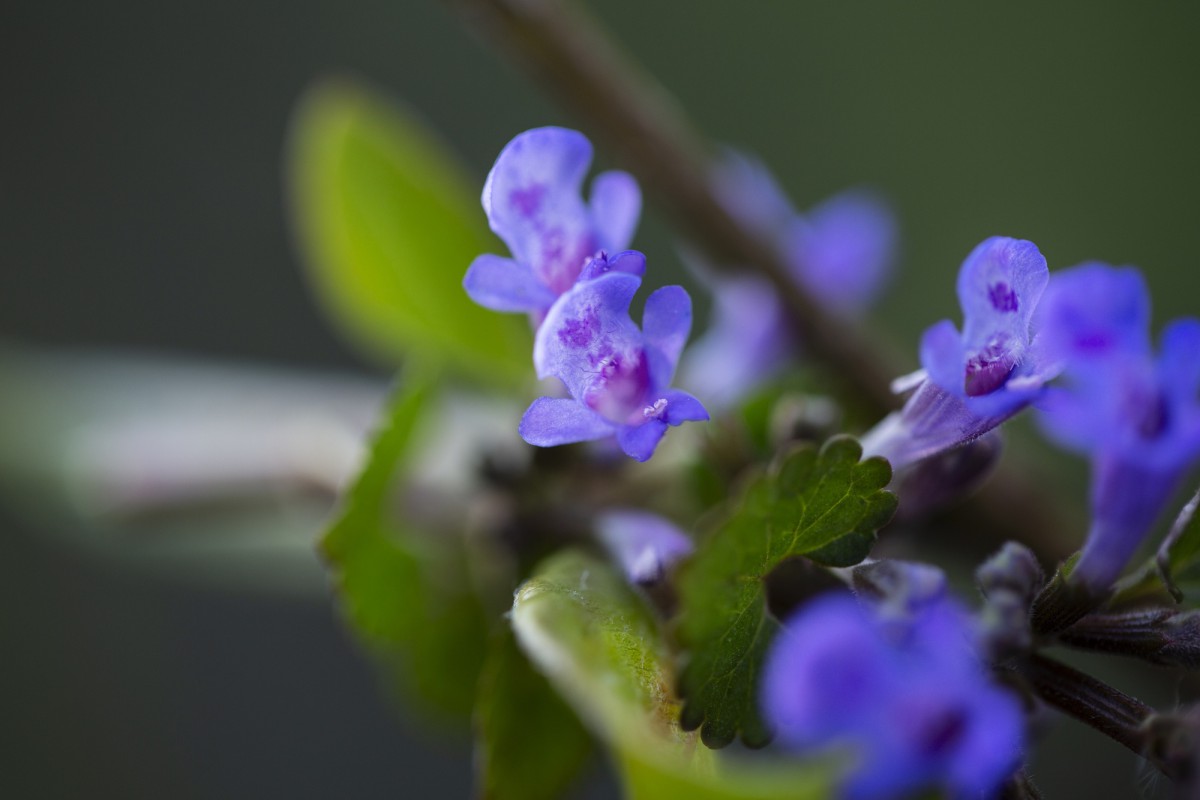 Гелиотроп: выращиваем роскошные фиолетово-голубые цветы у себя на участке