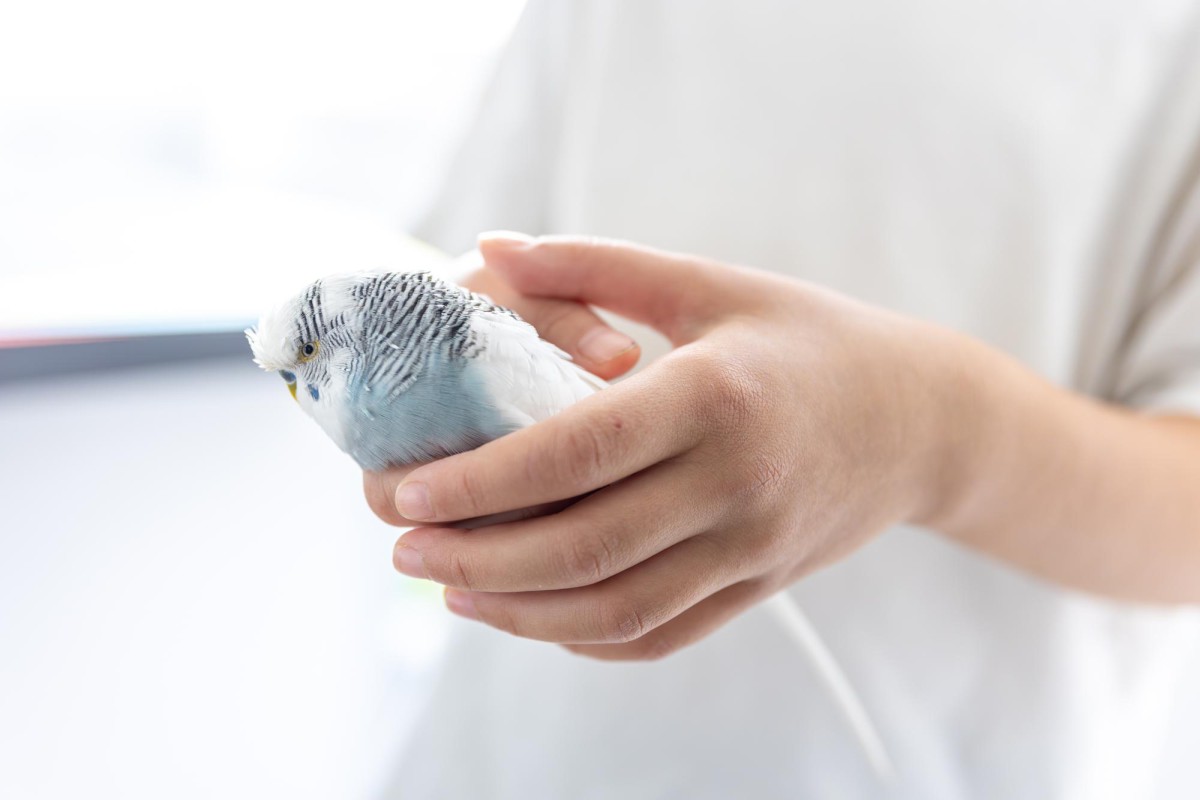 Как избавиться от запаха кошачьего туалета: простое аптечное средство