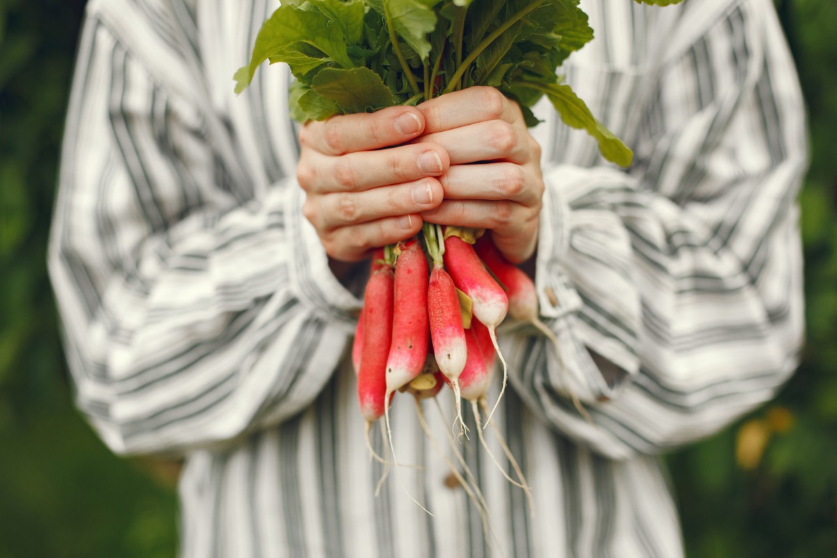 Как вырастить редиску в апреле: секреты раннего урожая