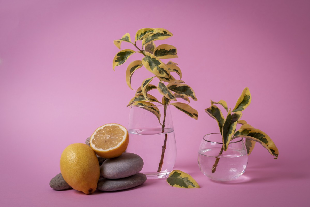 Цитрусовое дерево: ваш личный магнит для удачи и благополучия